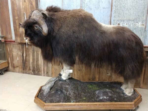 Barren Ground Muskox Taxidermy Mount  - Image 2
