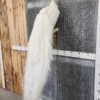 White Peacock Taxidermy Bird Mount - Image 3