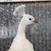 White Peacock Taxidermy Bird Mount - Image 4