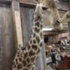 African Giraffe Taxidermy Shoulder Mount - Image 2