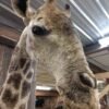 African Giraffe Taxidermy Shoulder Mount - Image 5