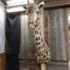 African Giraffe Taxidermy Shoulder Mount for Sale