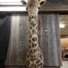 African Giraffe Taxidermy Shoulder Mount - Image 4