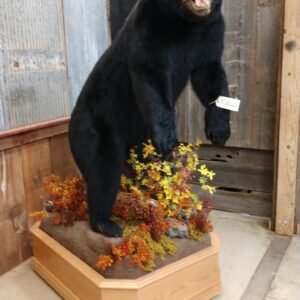 Black Bear Taxidermy Mount for Sale