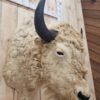 White American Bison Taxidermy Shoulder Mount - Image 2