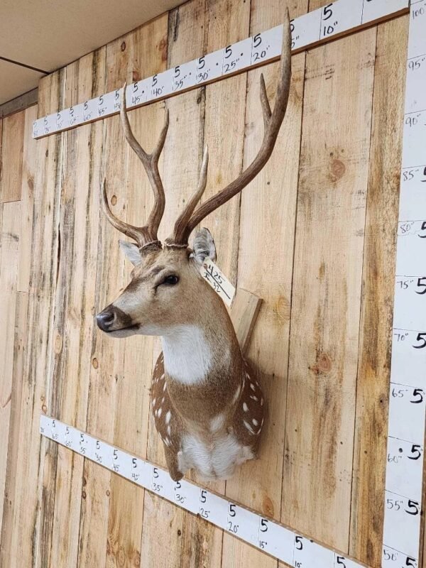 Axis Deer Taxidermy Shoulder Mount - Image 2