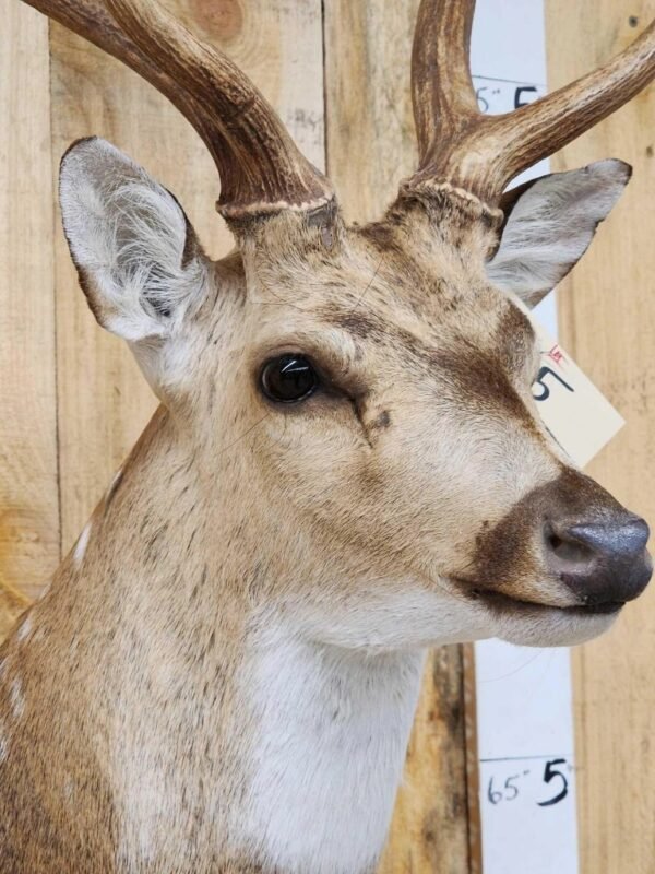 Axis Deer Taxidermy Shoulder Mount - Image 5