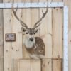 Axis Deer Shoulder Taxidermy Mount