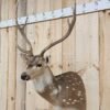 Axis Deer Shoulder Taxidermy Mount - Image 5