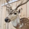 Axis Deer Shoulder Taxidermy Mount - Image 4