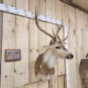 Axis Deer Shoulder Taxidermy Mount - Image 3