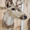 Axis Deer Shoulder Taxidermy Mount - Image 2