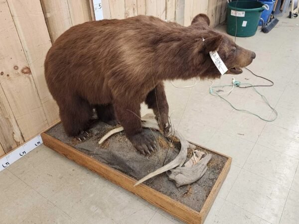 Cinnamon Phase Black Bear Life-Size Taxidermy Mount - Image 2