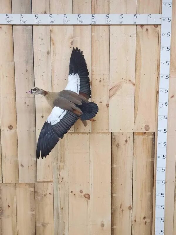 Egyptian Goose Taxidermy Bird Mount
