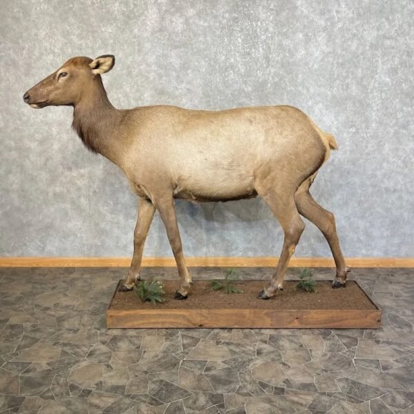 Rocky Mountain Cow Elk Taxidermy Life-Size Mount - Image 3