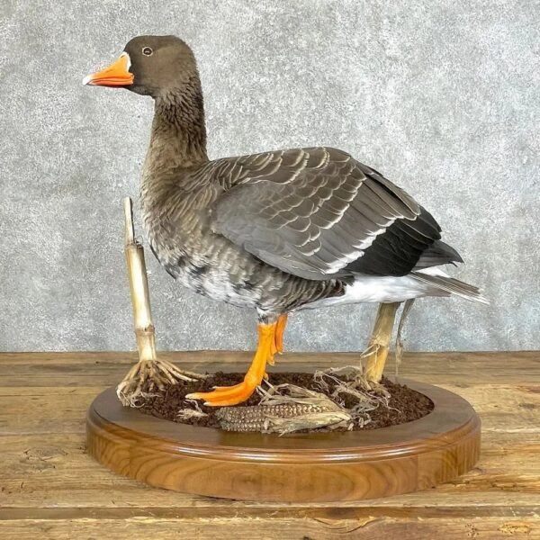 Specklebelly Goose Taxidermy Bird Mount - Image 2
