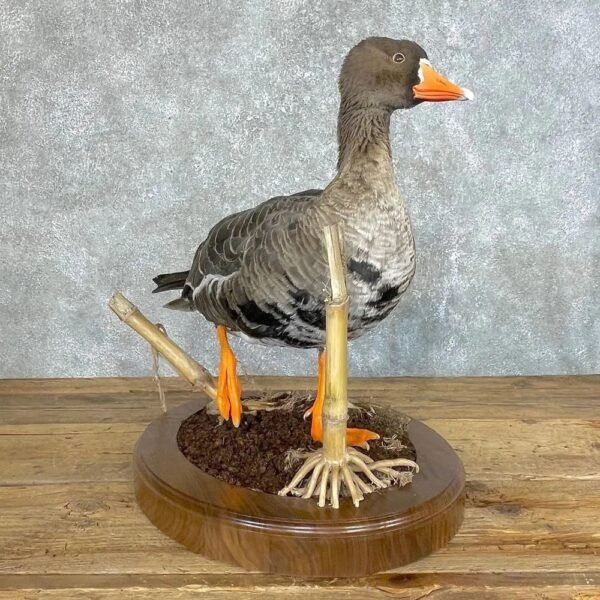 Specklebelly Goose Taxidermy Bird Mount - Image 4