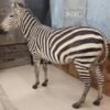 Beautiful Zebra Full Body Taxidermy Mount - Image 2