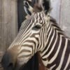 Beautiful Zebra Full Body Taxidermy Mount - Image 6