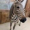 Beautiful Zebra Full Body Taxidermy Mount - Image 5