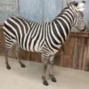 Beautiful Zebra Full Body Taxidermy Mount - Image 3