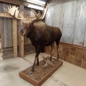 Canadian Moose Full Body Taxidermy Mount for Sale