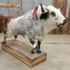 Mexican Fighting Bull Taxidermy Mount - Image 2