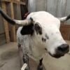 Mexican Fighting Bull Taxidermy Mount - Image 4