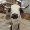 Mexican Fighting Bull Taxidermy Mount - Image 5