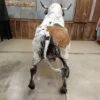 Mexican Fighting Bull Taxidermy Mount - Image 3
