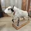 Mexican Fighting Bull Taxidermy Mount for Sale