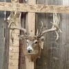 Whitetail Deer Shoulder Mount Taxidermy