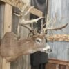 Whitetail Deer Shoulder Mount Taxidermy - Image 4