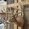 Whitetail Deer Shoulder Mount Taxidermy - Image 2