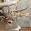 Whitetail Deer Shoulder Mount Taxidermy - Image 3