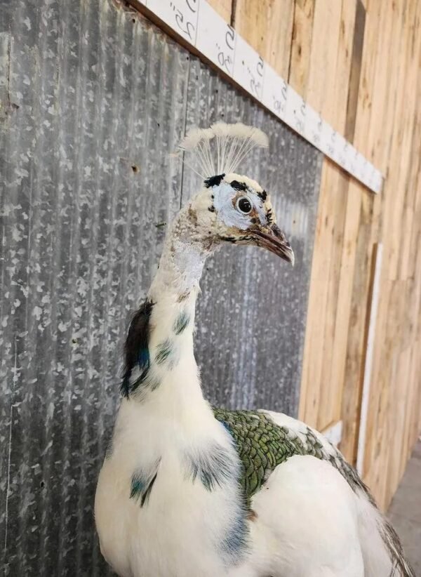 Beautiful Pied Peacock Taxidermy Mount - Image 4