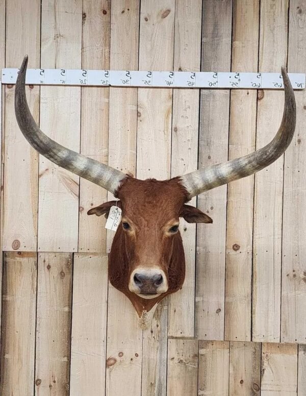 Longhorn Steer Taxidermy Shoulder Mount for Sale