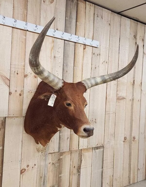 Longhorn Steer Taxidermy Shoulder Mount - Image 3