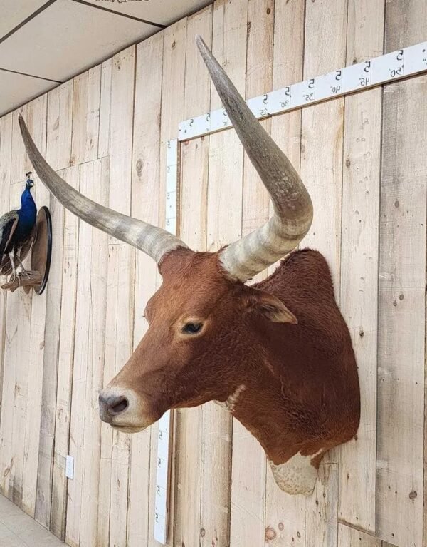 Longhorn Steer Taxidermy Shoulder Mount - Image 2