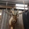 Elk Taxidermy Shoulder Mount for Sale