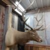 Elk Mount Shoulder Taxidermy - Image 3