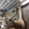 Elk Mount Shoulder Taxidermy - Image 2