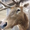 Elk Mount Shoulder Taxidermy - Image 4